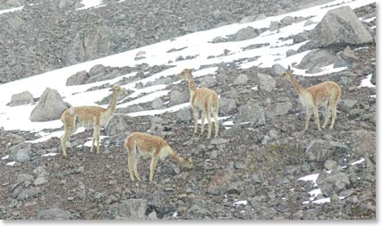 Even the gunacos seems tired of the rain mixed with snow.