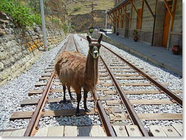 A forgotten llama tied to the train’s railway!