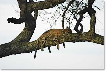 A leopard relaxing high on the trees