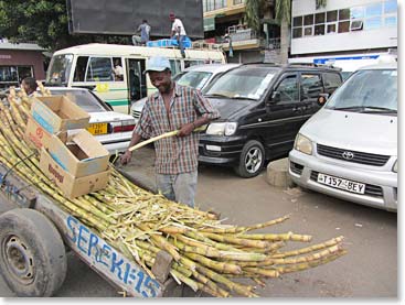 Sugarcane, very tasty!