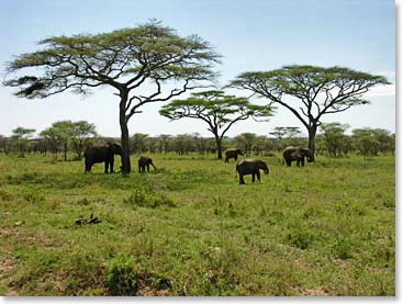 A herd of elephants, feeding in the wild