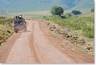 Our vehicles getting really close to the lions