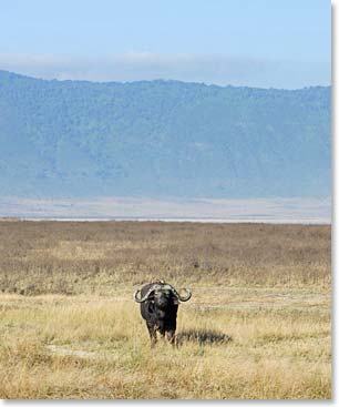 A water buffalo