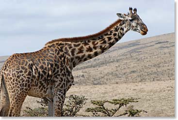 A giraffe turning her long neck to say hello