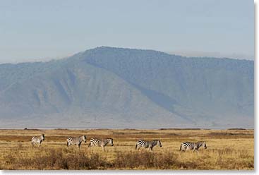 Zebras grazing in the hot African sun