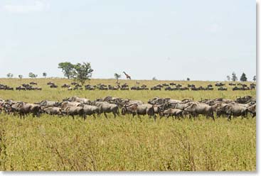 Wildebeests are great in number