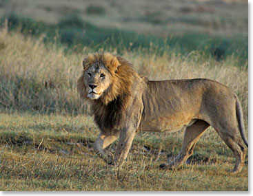 The King of the Jungle