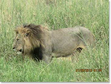 The FIRST lion we saw. We were watching this amazing creature and then.....nothing......it disappeared just like that! Truly amazing creatures!