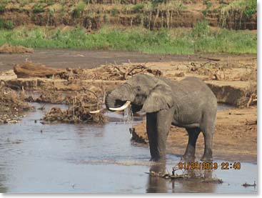 We watched this elephant drink, fun.