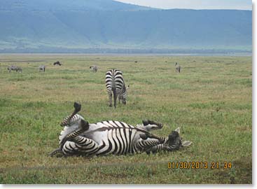 This zebra is relaxing a little, probably celebrating after escaping the lions like the one we saw yesterday!