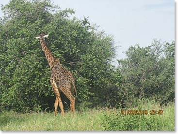 Giraffes are so pretty!!!  We are looking forward to seeing more when we get to the Serengeti.