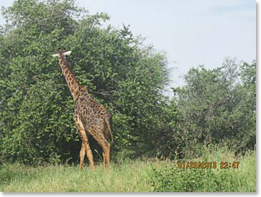 Giraffes are so pretty!!! We are looking forward to seeing more when we get to the Serengeti.
