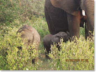 Baby elephant with mommy!  We were lucky enough to see this very new baby (few weeks old) nursing.  How special is that!