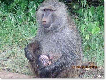 Baboon with new born baby!  Now this is really special.  We can't believe how lucky we are to see and experience so much!