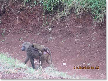 Mama baboon and her baby. We saw several baboons carrying their young on their back.