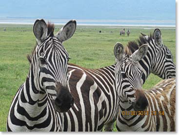 Zebras - look how they just meld together. We saw herd after herd of Zebra and when a light rain came we saw them migrating with the Wildebeests. They stick together for protection.