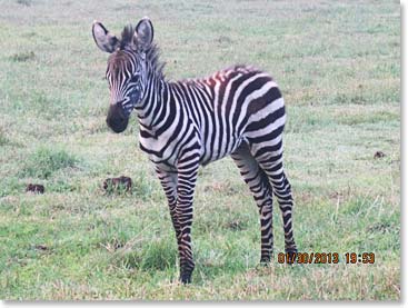 Baby zebra - we saw so many babies, it was great!!!