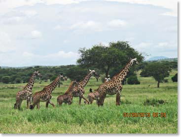 A great family of giraffes! We love giraffes!