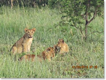 A pride of lions hanging out