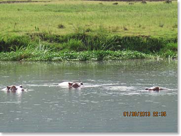 The hippo pool