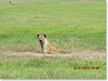 Hyena coming out of his burrow