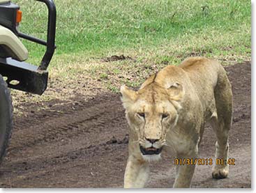 A lion making his way over to us