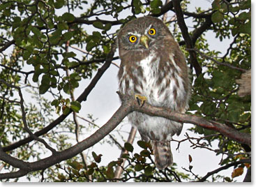 Deborah Stover captured this amazing photo of an Austral Pygmy Owl.