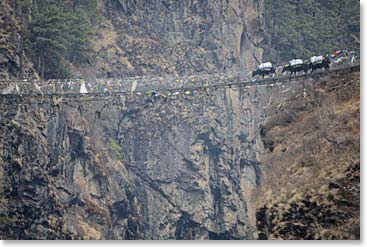 Zopkios moving across the final bridge below the Namche Hill