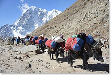 Our yaks move with us each day, carrying our heavy duffels to the next lodge.