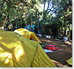 Big Tree Camp