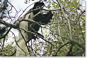 A Calibus monkey in the tree