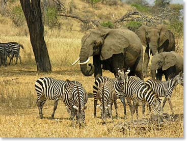 Elephants and zebras grazing together