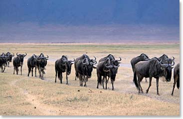 Wildebeests on the move