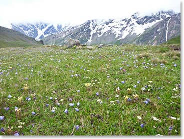 Margaret took this great photo of a beautiful valley with glaciers in the background.