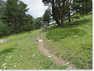 We quickly climbed the trail into remote and quiet forest glades.