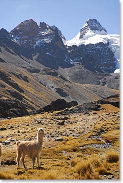 There are llamas everywhere around the trails of the Condoriri base camp.