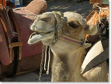 A friendly camel, an alternative way of transportation