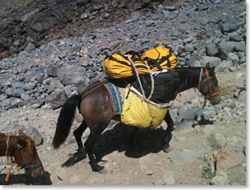 Horses carry our heavy loads to High Camp so we only have to carry our small rucksacks.