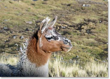 Llamas are all around us here on the trail.