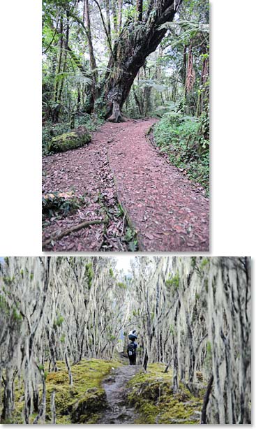 The Umbwe trail is a beautiful and remote way to reach the summit.
