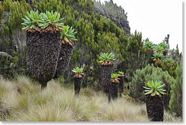 The beautiful vegetation is always changing along the trails.