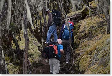 Climbing through the remote forest of the Umbwe Trail