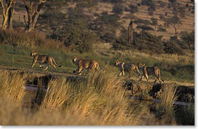 Observing the lion’s behavior as they stalk their prey