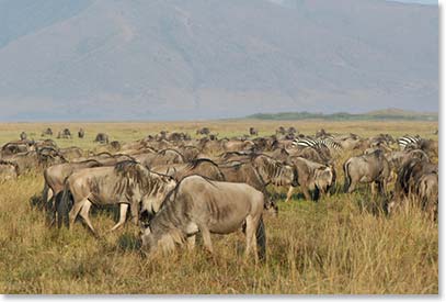 Wildebeests and zebras grazing side by side