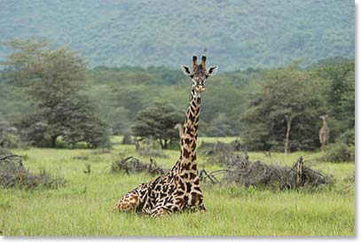 A giraffe resting in the grass