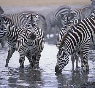 Zebras stopping for a drink in the lake