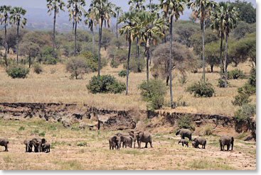 The elephant family tree