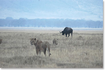 Lions on a hunt for buffalo