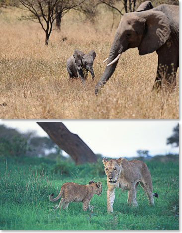 Fragile youth; they never stray from their protective mothers
