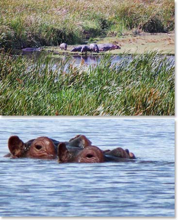 The hippos know the best spot to hang out in the heat of the Serengeti; in the water!